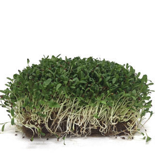 Organic Alfalfa Seeds, FOR SPROUTING