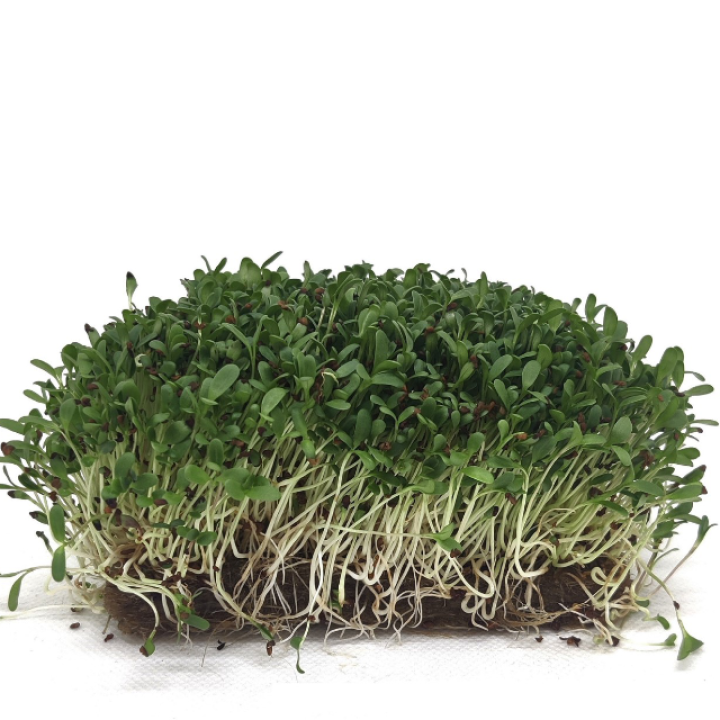Органические семена люцерны (Alfalfa), ДЛЯ ПРОРАЩИВАНИЯ