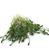 Ekologiškos pankolių (Fennel) sėklos, DAIGINIMUI