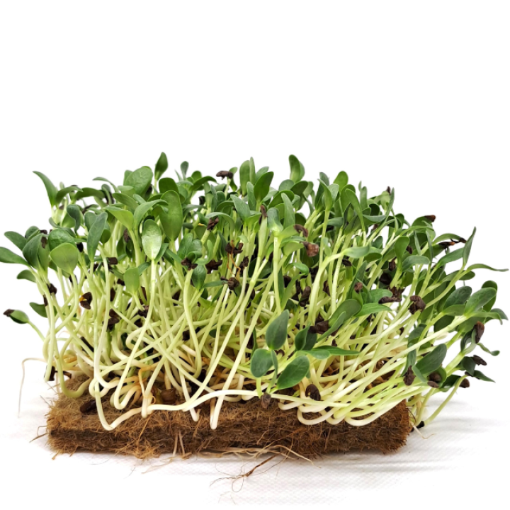 Ekologiškos ožragės (Fenugreek) sėklos, DAIGINIMUI