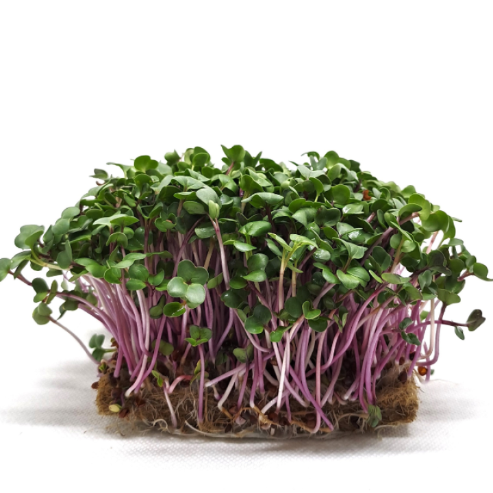 Organic Radish (China Rose) Seeds, FOR SPROUTING