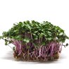 Organic Radish (China Rose) Seeds, FOR SPROUTING