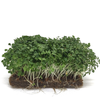 Organic Rocket Seeds, FOR SPROUTING