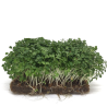 Organic Rocket Seeds, FOR SPROUTING