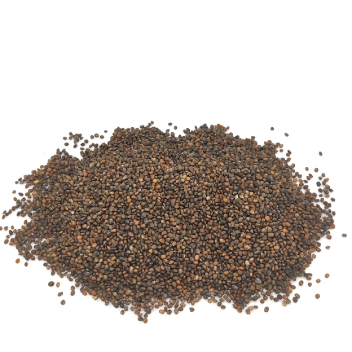 Organic Rocket Seeds, FOR SPROUTING