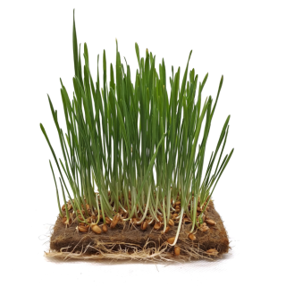 Organic Wheat Seeds, FOR SPROUTING