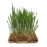 Organic Wheat Seeds, FOR SPROUTING
