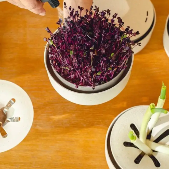 Double microgreens tray