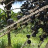 Ekologiškas aliejinės kopūstpalmės (acai) uogų aliejus, 50 ml, ALTEYA