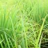 Органическое эфирное масло лемонграсса, 10 мл, ALTEYA