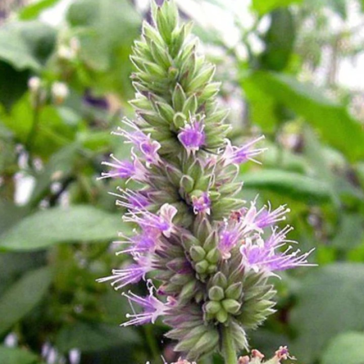Organic patchouli essential oil, 10 ml, ALTEYA