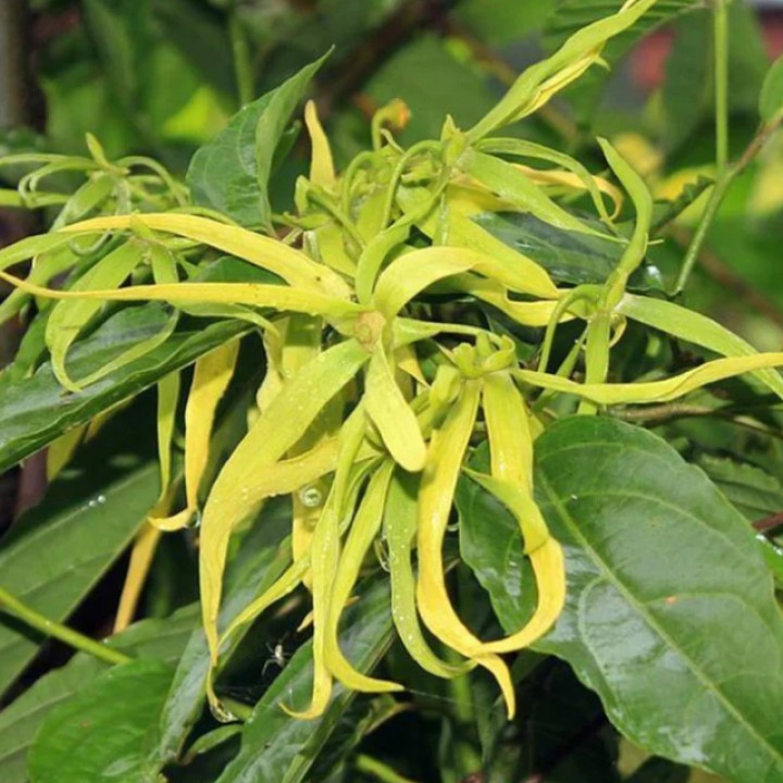 Ekologiškas kanangų (ylang ylang) eterinis aliejus, 10 ml, ALTEYA
