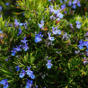 Organic Rosemary essential oil, 10 ml, ALTEYA