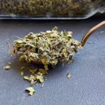 колосовая мята